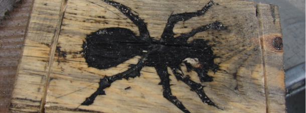 The Ant Project - Image 14